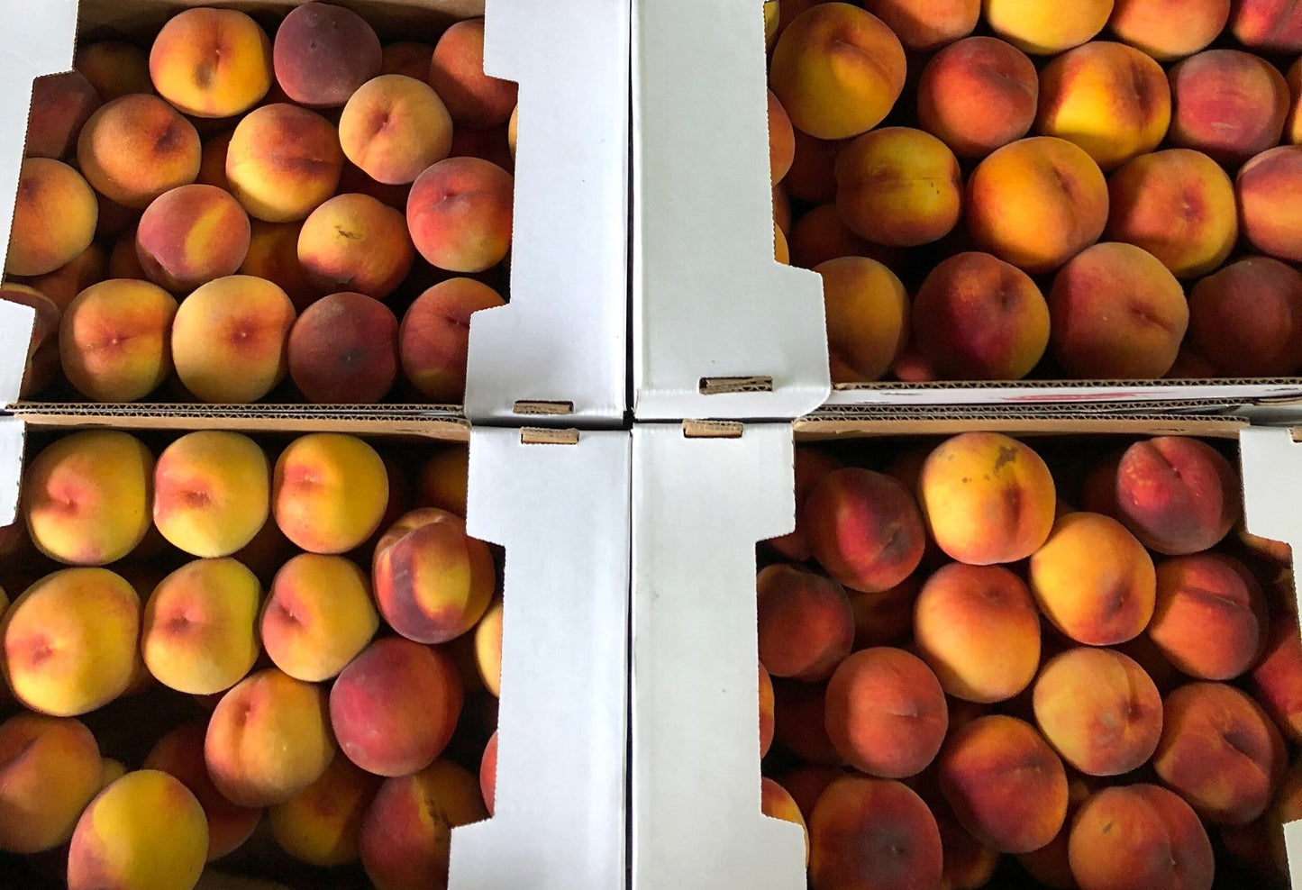 Local Seattle Delivery ONLY - Yellow Freestone Peaches