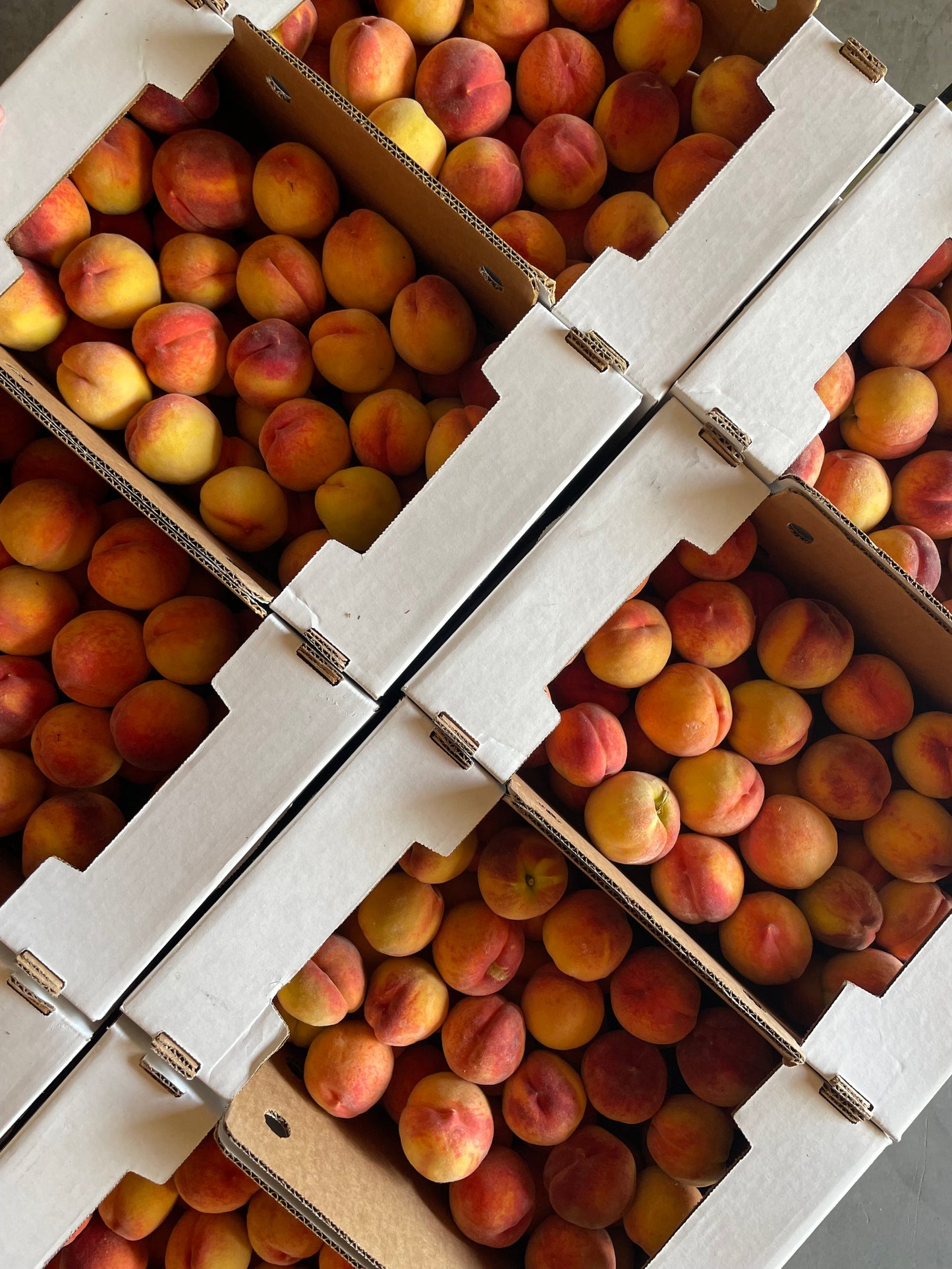 DRU BRU CLE ELUM PICKUP: Freestone Yellow Peaches