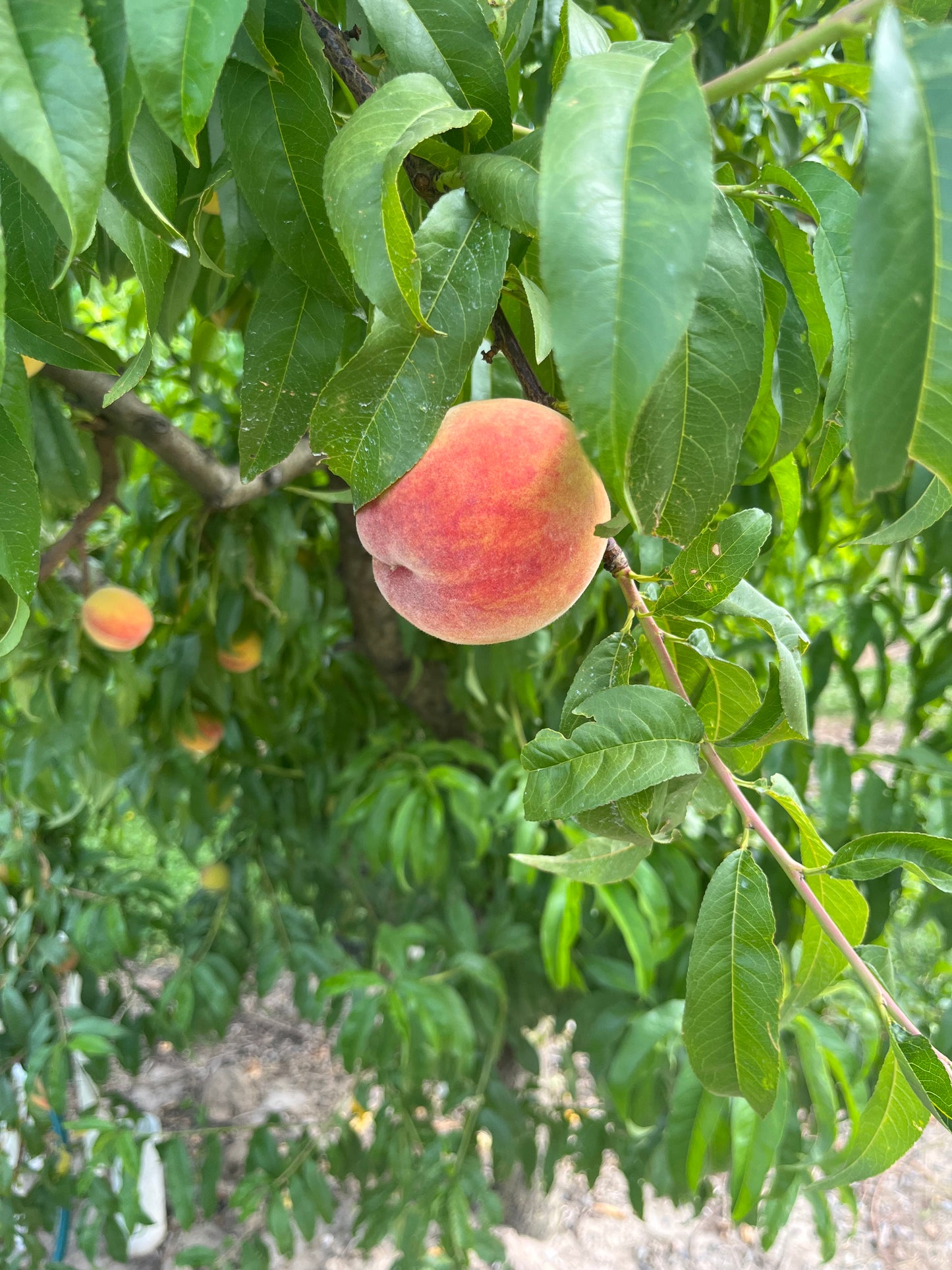 DRU BRU CLE ELUM PICKUP: Freestone Yellow Peaches