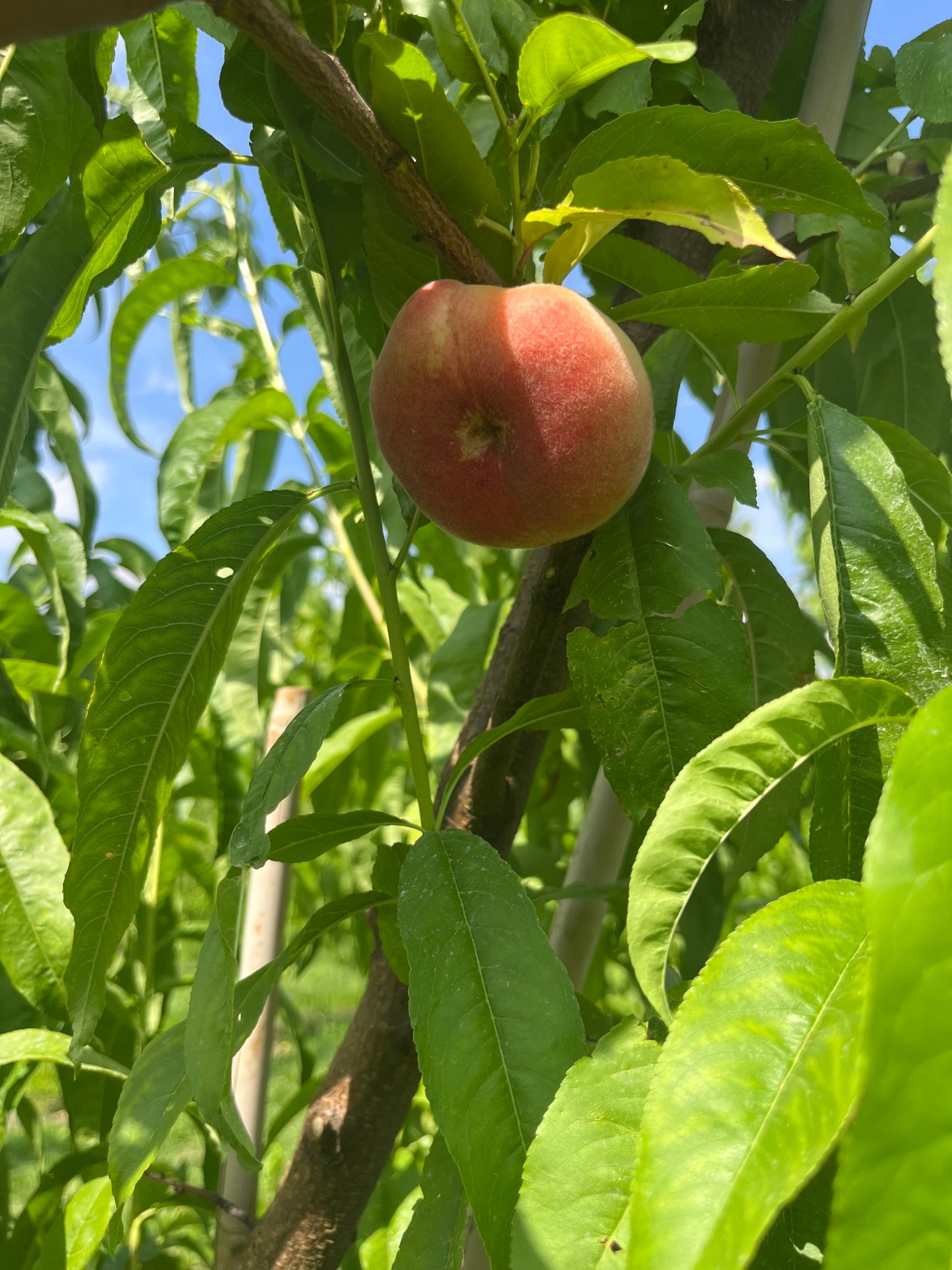 DRU BRU CLE ELUM PICKUP: Saturn White Donut Peaches