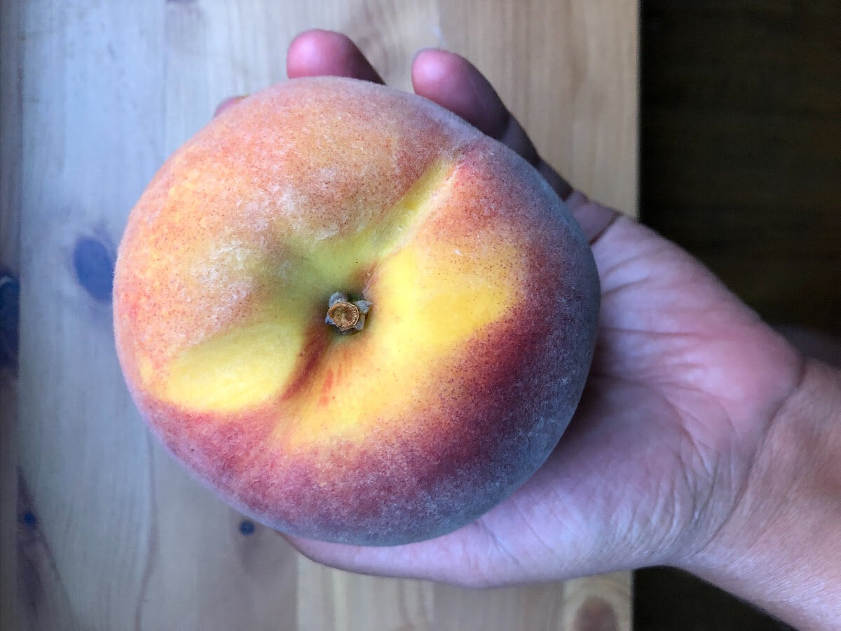 DRU BRU CLE ELUM PICKUP: Freestone Yellow Peaches