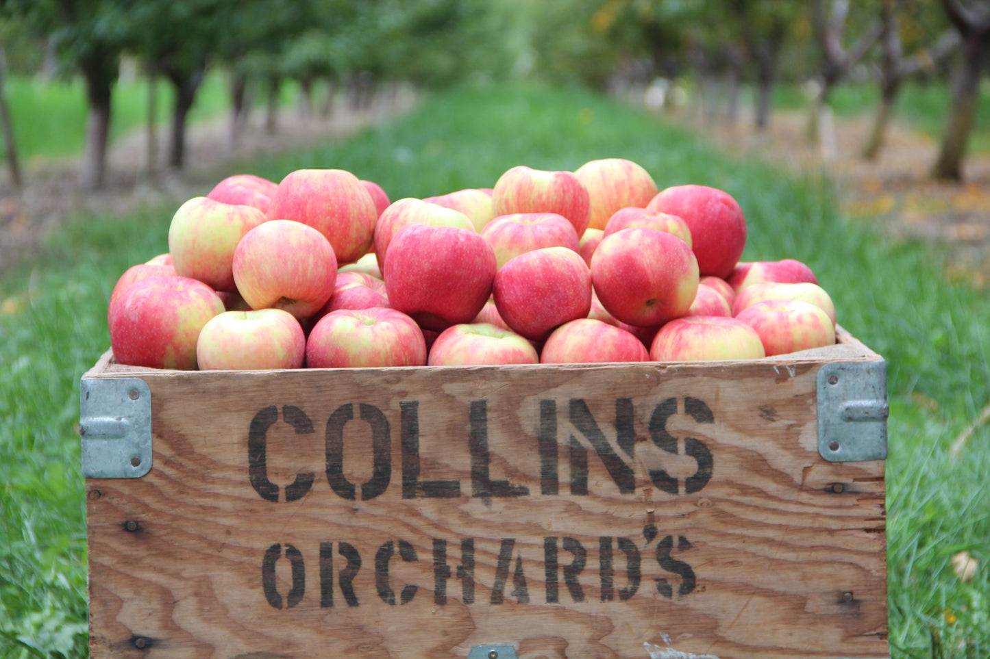 Nationwide Delivery ONLY - Honeycrisp Apples