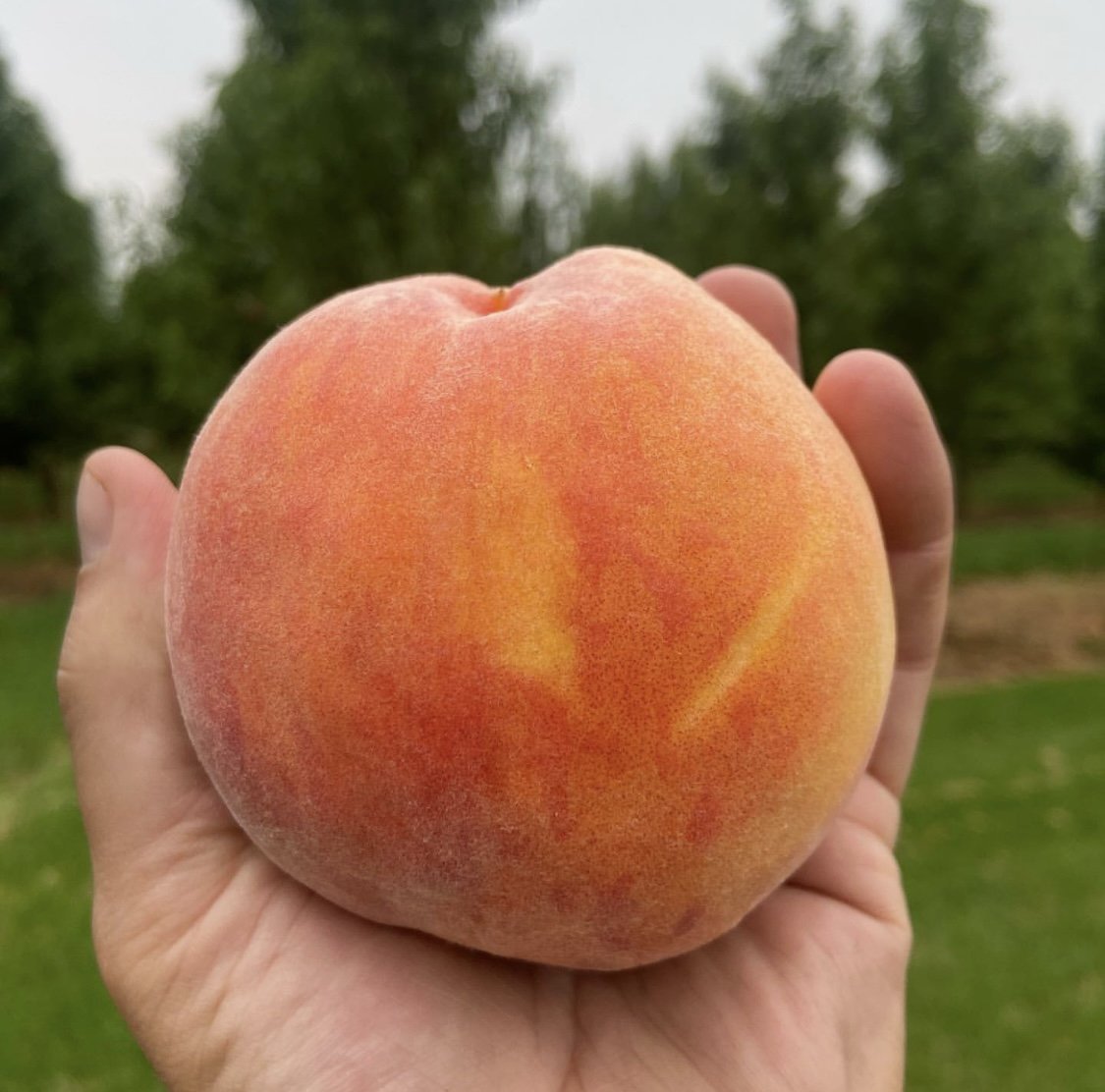 Local Seattle Delivery ONLY - Yellow Freestone Peaches