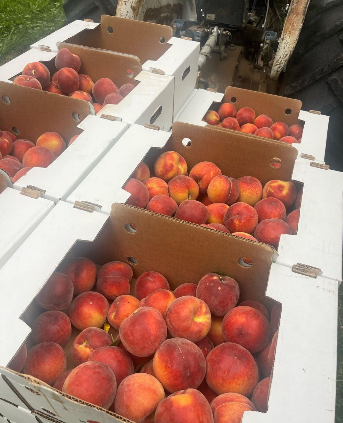 Local Seattle Delivery ONLY - Mixed Nectarines and Peaches