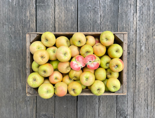 DRU BRU CLE ELUM PICKUP: Mountain Rose Apples