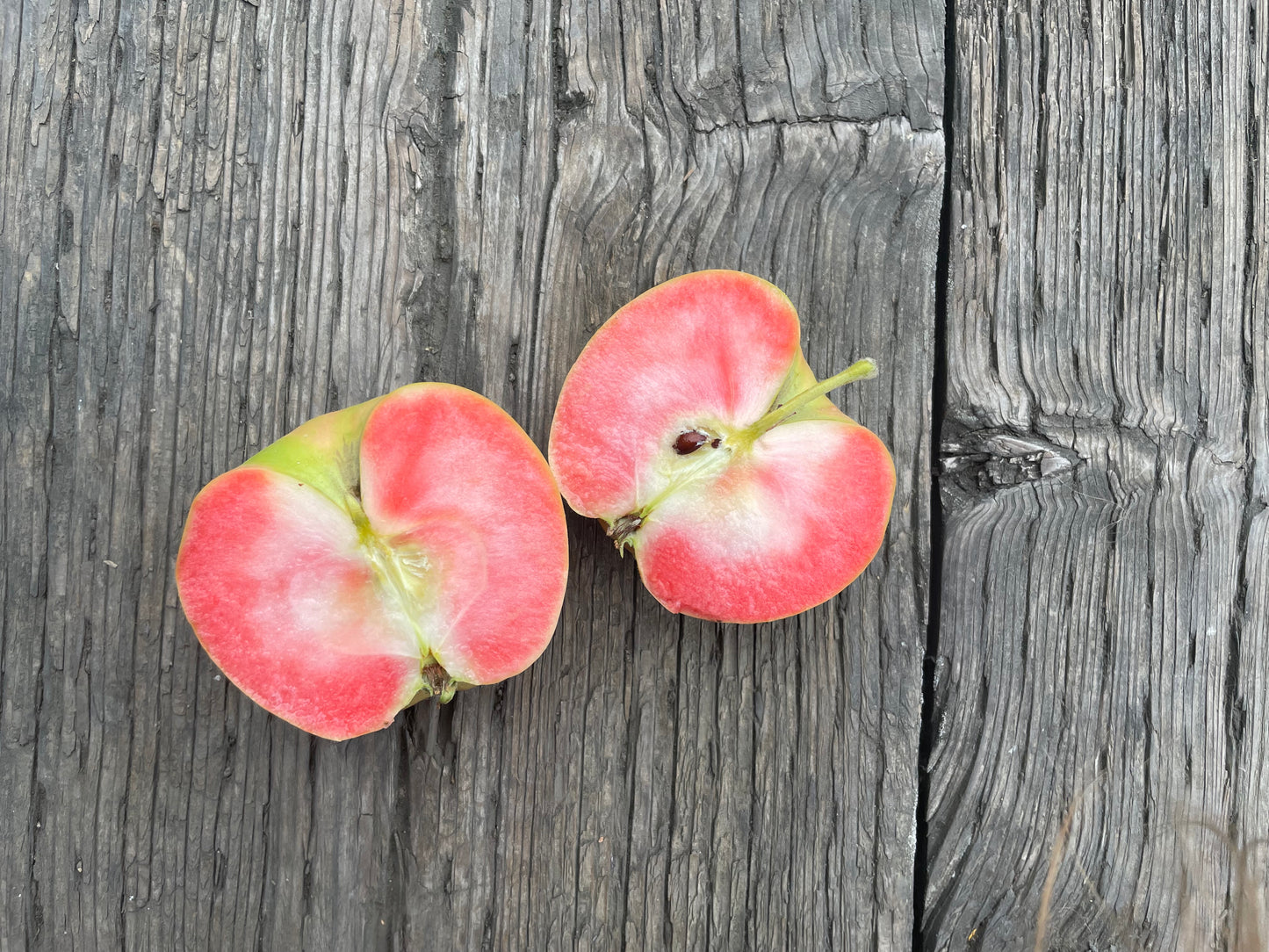 DRU BRU CLE ELUM PICKUP: Mountain Rose Apples