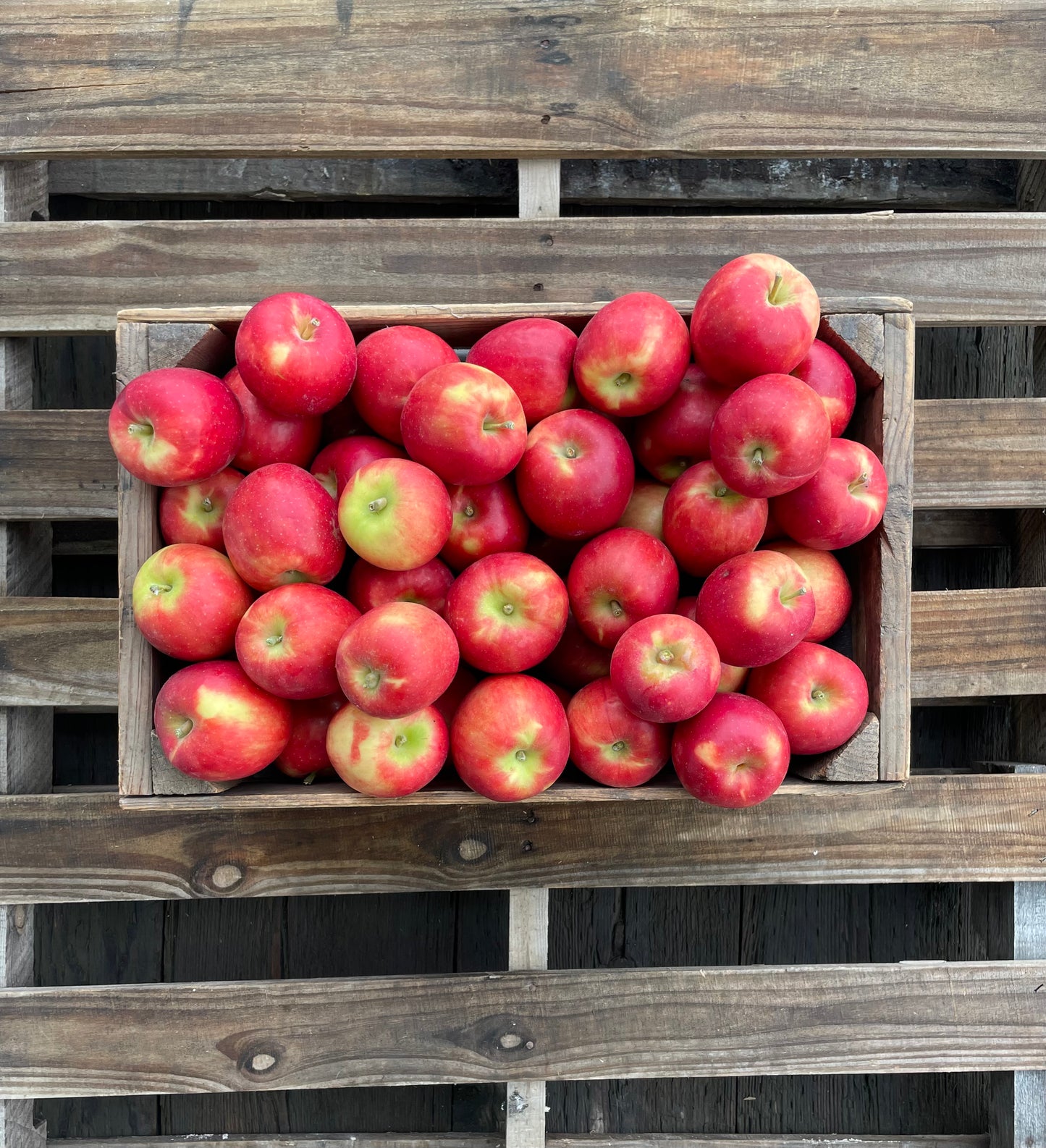 Seasonal Mixed Apples