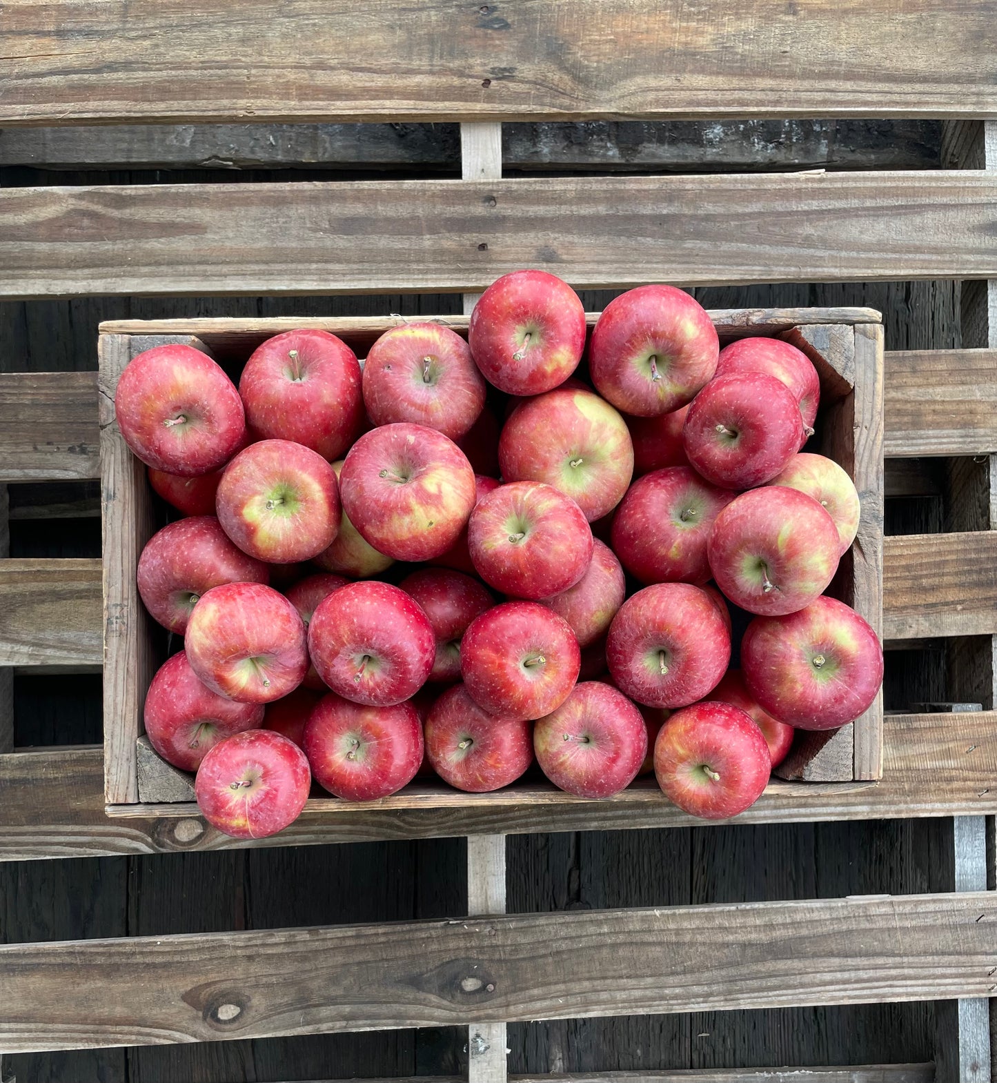 Seasonal Mixed Apples