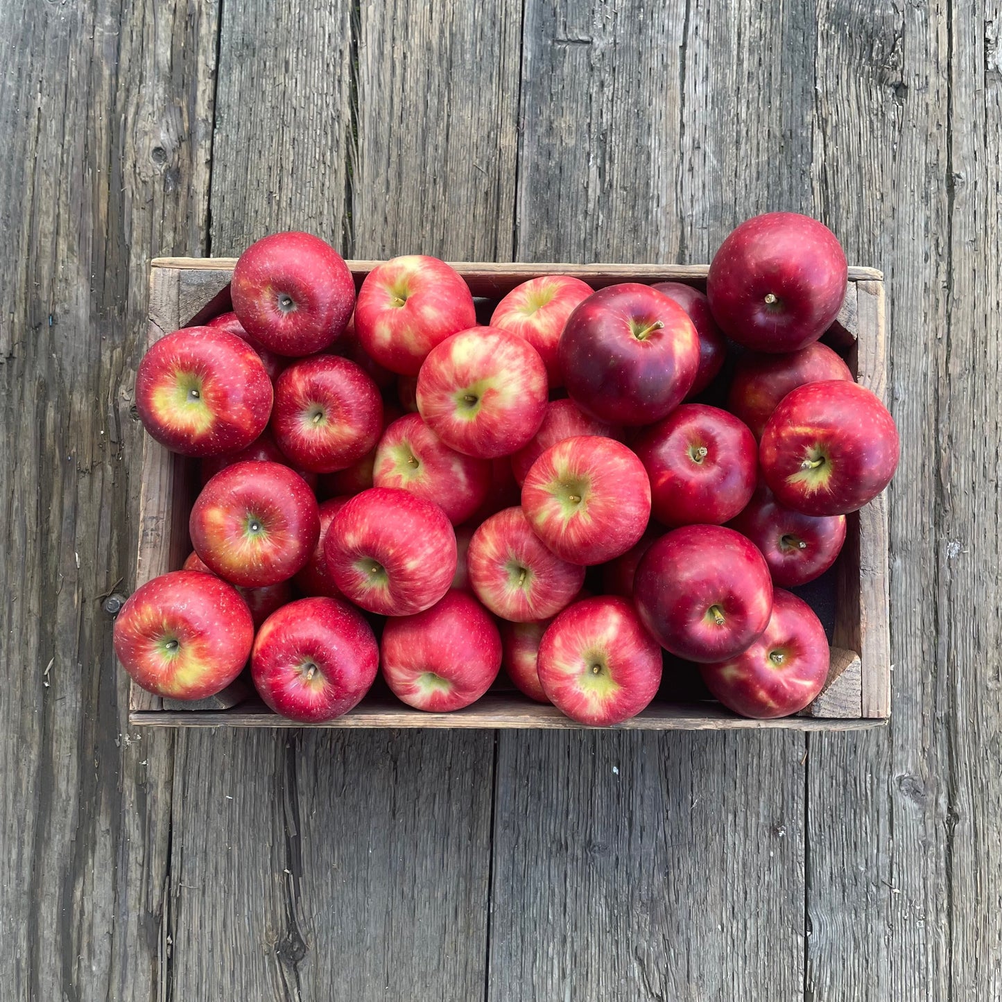 Seasonal Mixed Apples