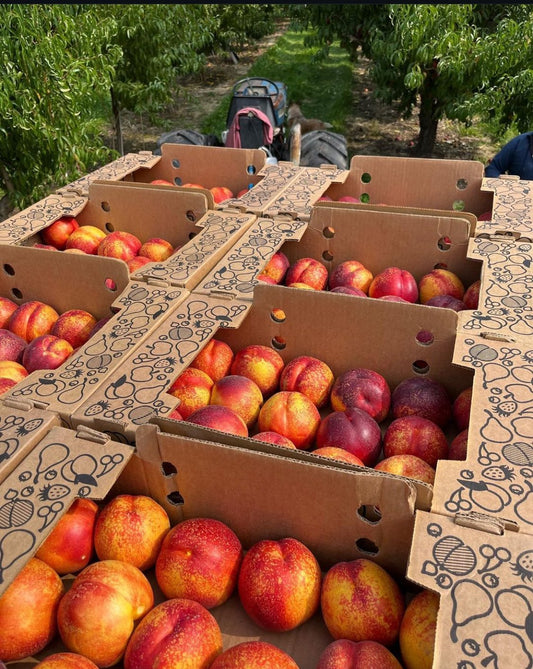 Local Seattle Delivery ONLY - Yellow Nectarines